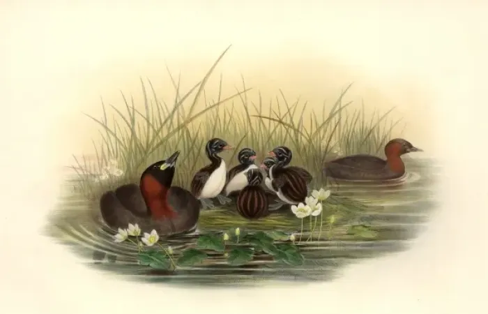 Framed Print : Tachybaptus ruficollis, little grebe Framed Print : Tachybaptus ruficollis, little grebe