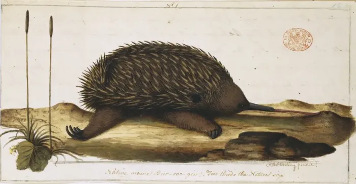 Framed Print : Tachyglossus aculeatus, short-nosed echidna Framed Print : Tachyglossus aculeatus, short-nosed echidna