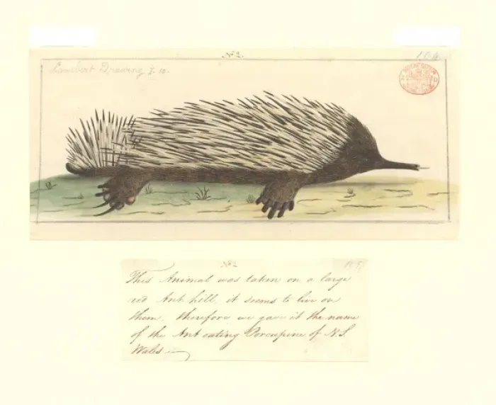 Framed Print : Tachyglossus aculeatus, short-nosed echidna Framed Print : Tachyglossus aculeatus, short-nosed echidna