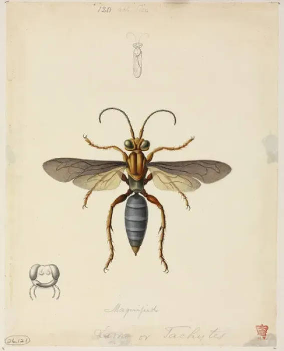 Framed Print : Tachytes sp. Sand-loving wasp Framed Print : Tachytes sp. Sand-loving wasp