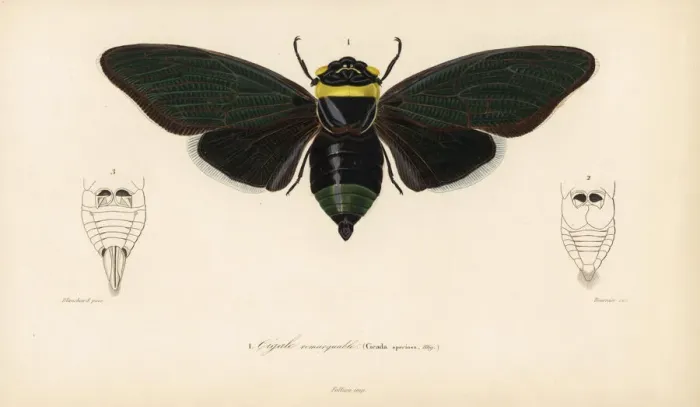Framed Print : Tacua speciosa cicada Framed Print : Tacua speciosa cicada