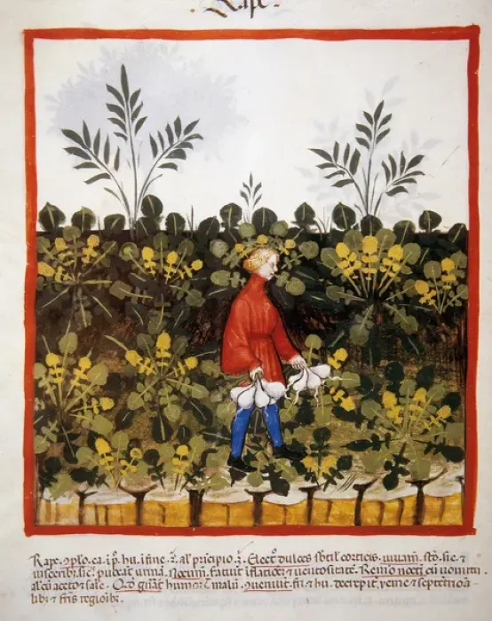 Framed Print : Tacuinum Sanitatis. 14th century. Medieval handbook of healt Framed Print : Tacuinum Sanitatis. 14th century. Medieval handbook of healt