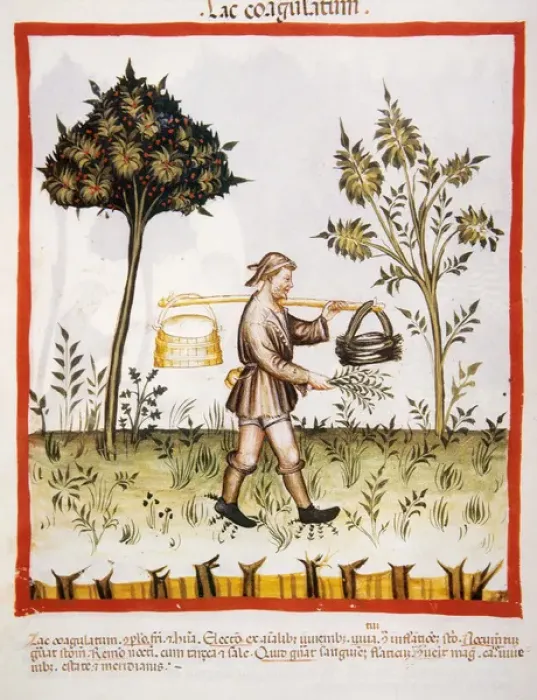 Framed Print : Tacuinum Sanitatis. 14th century. Farmer carrying a bucket o Framed Print : Tacuinum Sanitatis. 14th century. Farmer carrying a bucket o