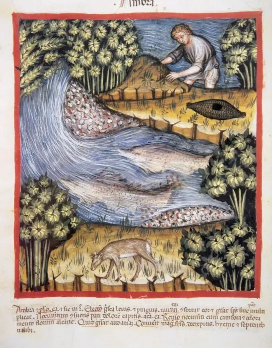 Framed Print : Tacuinum Sanitatis. 14th century. Medieval handbook of healt Framed Print : Tacuinum Sanitatis. 14th century. Medieval handbook of healt