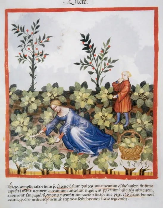 Framed Print : Tacuinum Sanitatis. Late 14th century. Woman picking chards Framed Print : Tacuinum Sanitatis. Late 14th century. Woman picking chards