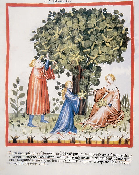 Tacuinum Sanitatis. Late 14th century. Family picking hazeln
