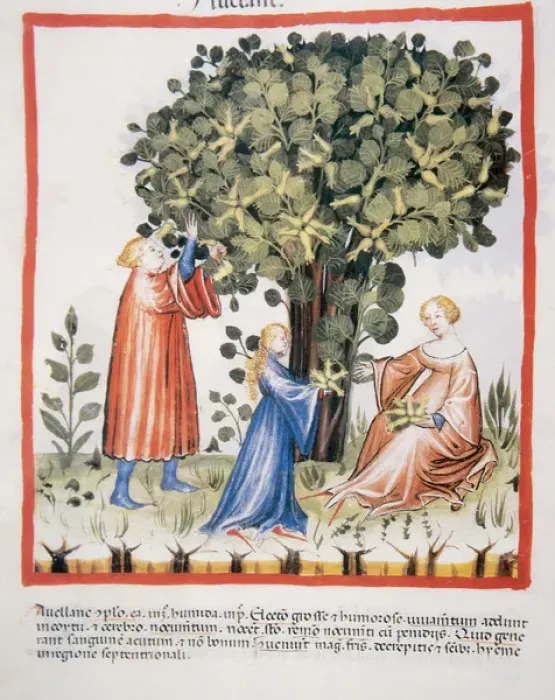 Framed Print : Tacuinum Sanitatis. Late 14th century. Family picking hazeln Framed Print : Tacuinum Sanitatis. Late 14th century. Family picking hazeln