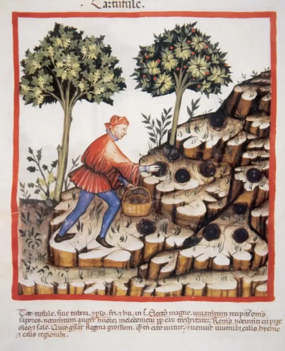 Framed Print : Tacuinum Sanitatis. Late 14th century. Picking truffles Framed Print : Tacuinum Sanitatis. Late 14th century. Picking truffles