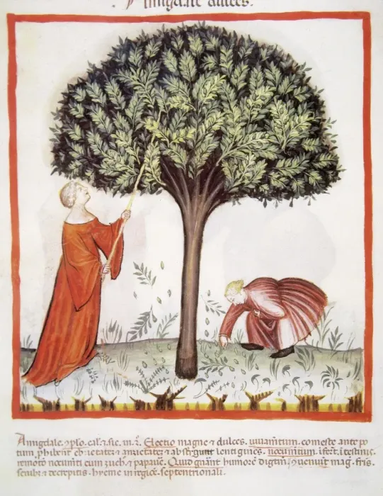 Framed Print : Tacuinum Sanitatis. Late 14th century. Farmers harvesting al Framed Print : Tacuinum Sanitatis. Late 14th century. Farmers harvesting al