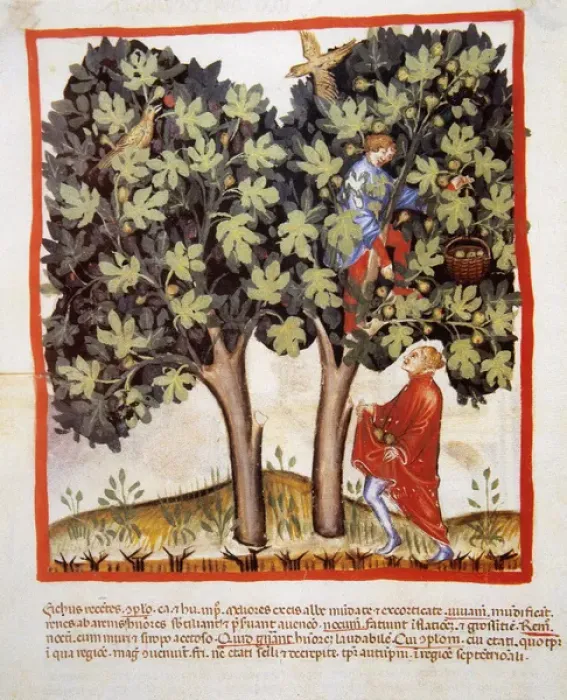 Framed Print : Tacuinum Sanitatis. Late 14th century. Picking figs. Miniatu Framed Print : Tacuinum Sanitatis. Late 14th century. Picking figs. Miniatu
