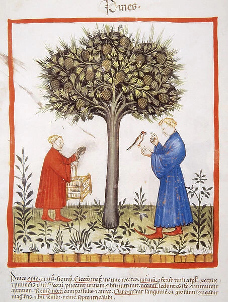 Tacuinum Sanitatis. Late 14th century. Farmers harvesting pi