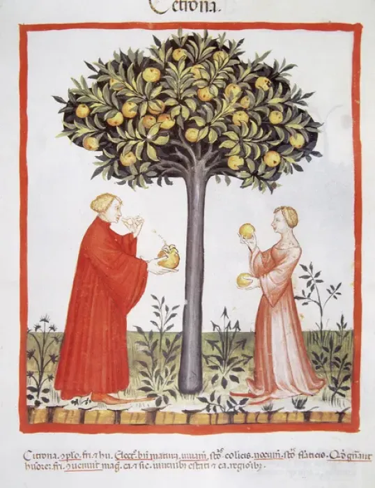 Framed Print : Tacuinum Sanitatis. Late 14th century. Farmers harvesting bi Framed Print : Tacuinum Sanitatis. Late 14th century. Farmers harvesting bi