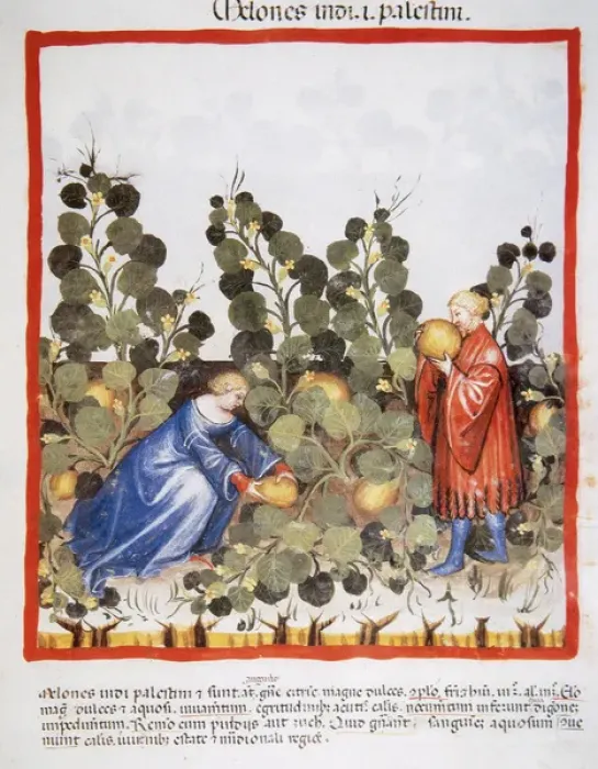 Framed Print : Tacuinum Sanitatis. Late 14th century. Farmers picking melon Framed Print : Tacuinum Sanitatis. Late 14th century. Farmers picking melon