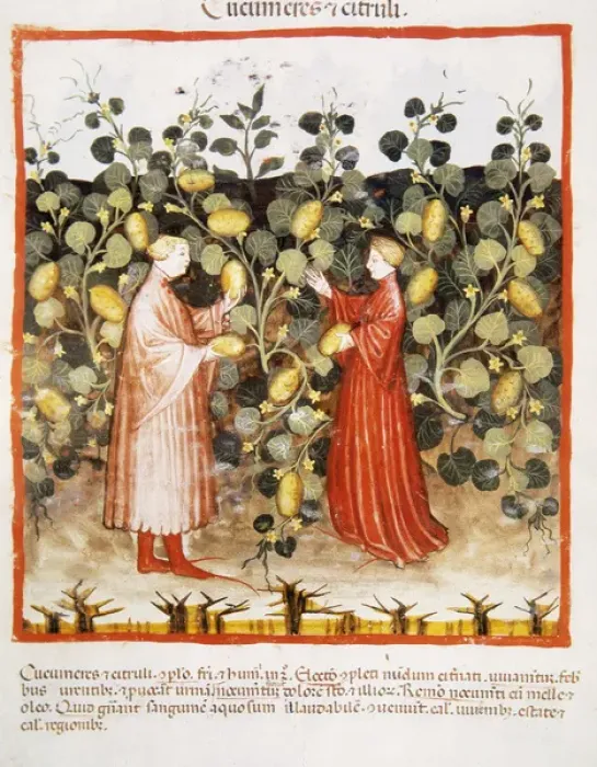 Framed Print : Tacuinum Sanitatis. Late 14th century. Farmers harvesting cu Framed Print : Tacuinum Sanitatis. Late 14th century. Farmers harvesting cu