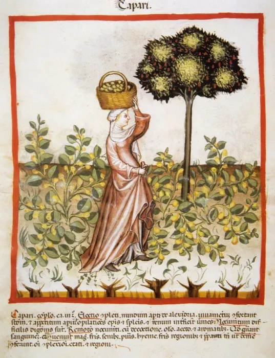 Framed Print : Tacuinum Sanitatis. Late 14th century. Peasant with a basket Framed Print : Tacuinum Sanitatis. Late 14th century. Peasant with a basket