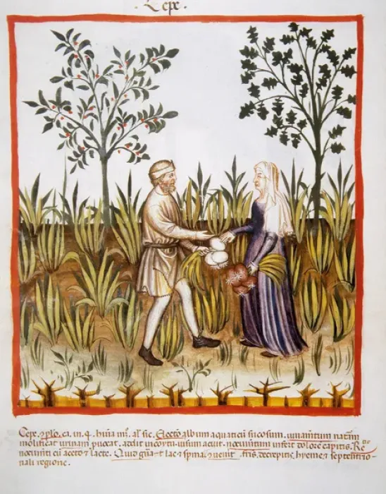 Framed Print : Tacuinum Sanitatis. Late 14th century. Farmers harvesting Framed Print : Tacuinum Sanitatis. Late 14th century. Farmers harvesting