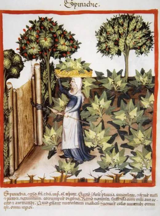 Framed Print : Tacuinum Sanitatis. Late 14th century. Farmer in her orchard Framed Print : Tacuinum Sanitatis. Late 14th century. Farmer in her orchard