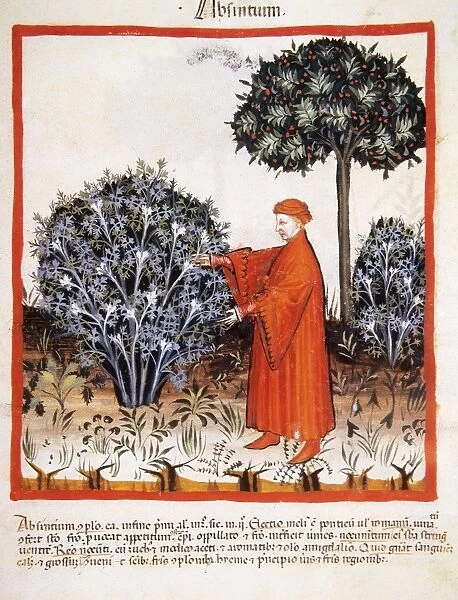 Tacuinum Sanitatis. Late 14th century. Man harvesting absint