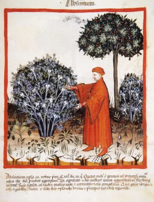 Framed Print : Tacuinum Sanitatis. Late 14th century. Man harvesting absint Framed Print : Tacuinum Sanitatis. Late 14th century. Man harvesting absint