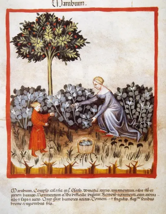 Framed Print : Tacuinum Sanitatis. Late 14th century. Harvest of horehound Framed Print : Tacuinum Sanitatis. Late 14th century. Harvest of horehound