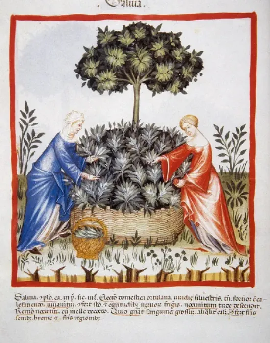 Framed Print : Tacuinum Sanitatis. Late 14th century. Women picking salvia Framed Print : Tacuinum Sanitatis. Late 14th century. Women picking salvia