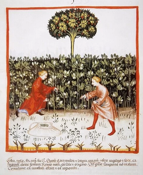 Tacuinum Sanitatis. Late 14th century. Farmers gathering bea