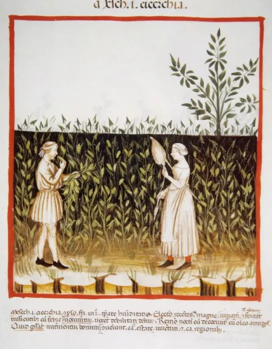 Framed Print : Tacuinum Sanitatis. Late 14th century. Farmers in a plantati Framed Print : Tacuinum Sanitatis. Late 14th century. Farmers in a plantati