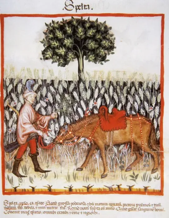 Framed Print : Tacuinum Sanitatis. Late 14th century. Man with horse in a f Framed Print : Tacuinum Sanitatis. Late 14th century. Man with horse in a f