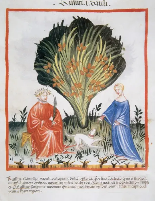 Framed Print : Tacuinum Sanitatis. Late XIV century. Couple next to date pa Framed Print : Tacuinum Sanitatis. Late XIV century. Couple next to date pa