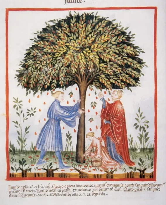 Framed Print : Tacuinum Sanitatis. Late XIV century. Picking the jujube fr Framed Print : Tacuinum Sanitatis. Late XIV century. Picking the jujube fr