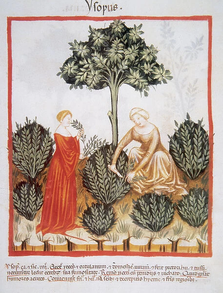 Tacuinum Sanitatis. Late XIV century. Women picking hyssop