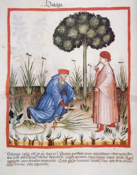 Framed Print : Tacuinum Sanitatis. Late XIV century. Men picking sedge Framed Print : Tacuinum Sanitatis. Late XIV century. Men picking sedge