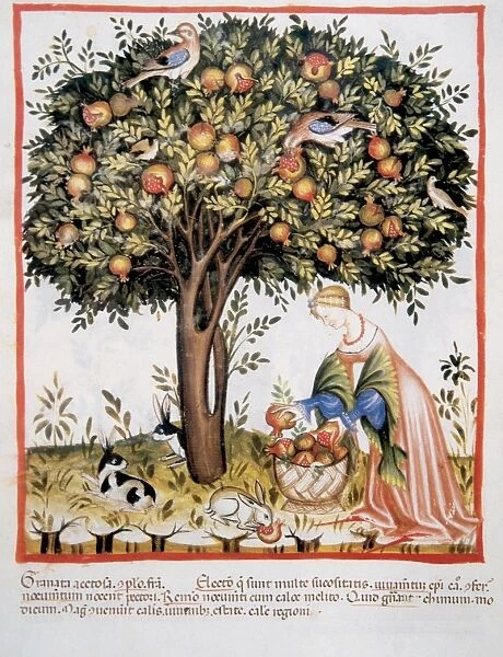 Tacuinum Sanitatis. Late XIV century. Picking bitter pomegra