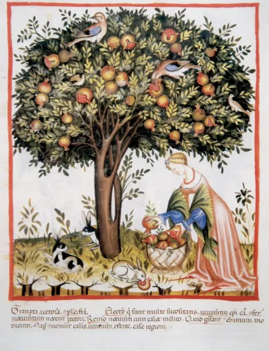 Framed Print : Tacuinum Sanitatis. Late XIV century. Picking bitter pomegra Framed Print : Tacuinum Sanitatis. Late XIV century. Picking bitter pomegra