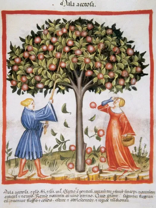 Framed Print : Tacuinum Sanitatis. Late XIV century. Picking tart apples Framed Print : Tacuinum Sanitatis. Late XIV century. Picking tart apples
