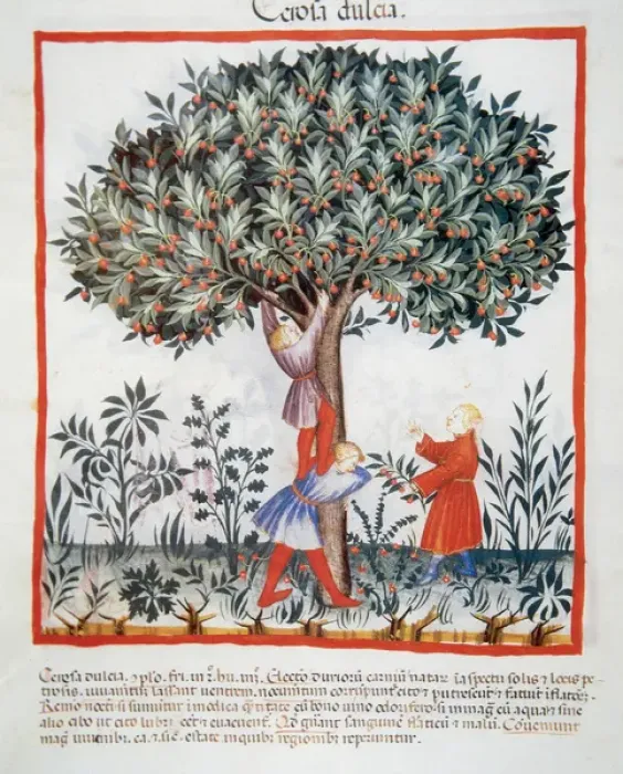 Framed Print : Tacuinum Sanitatis. Late XIV century. Picking sweet cherries Framed Print : Tacuinum Sanitatis. Late XIV century. Picking sweet cherries