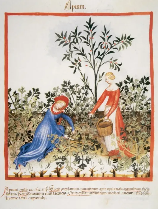 Framed Print : Tacuinum Sanitatis. Late XIV century. Women picking celery Framed Print : Tacuinum Sanitatis. Late XIV century. Women picking celery