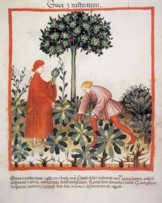Framed Print : Tacuinum Sanitatis. Late XIV century. Picking watercress Framed Print : Tacuinum Sanitatis. Late XIV century. Picking watercress