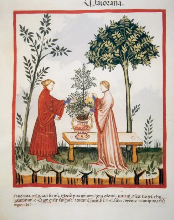 Framed Print : Tacuinum Sanitatis. Late XIV century. Watering a marjoram pl Framed Print : Tacuinum Sanitatis. Late XIV century. Watering a marjoram pl