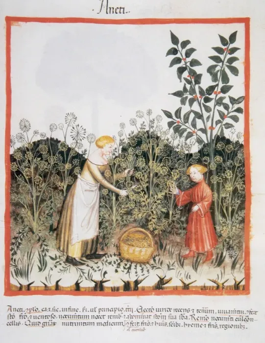 Framed Print : Tacuinum Sanitatis. Late XIV century. Picking dill Framed Print : Tacuinum Sanitatis. Late XIV century. Picking dill