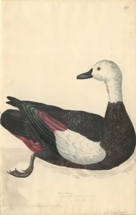 Framed Print : Tadorna variegata, Paradise shelduck Framed Print : Tadorna variegata, Paradise shelduck