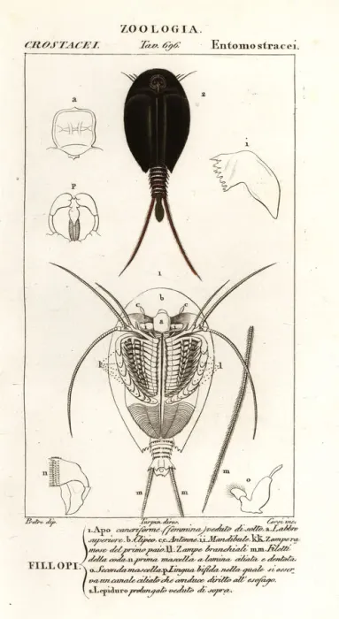 Framed Print : Tadpole shrimps Framed Print : Tadpole shrimps