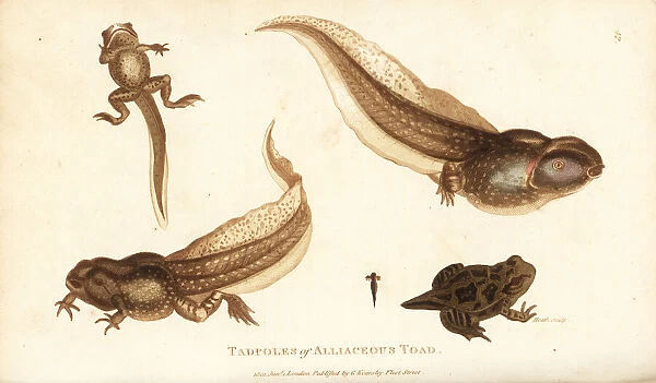 Tadpoles of the spadefoot toad, Pelobates fuscus