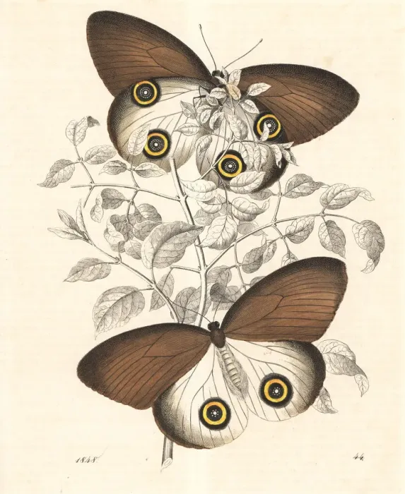Framed Print : Taenaris urania butterfly Framed Print : Taenaris urania butterfly