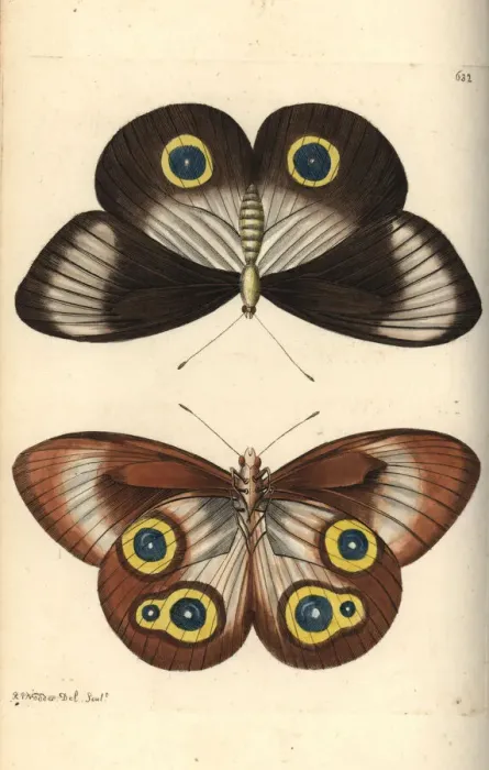 Framed Print : Taenaris urania butterfly Framed Print : Taenaris urania butterfly