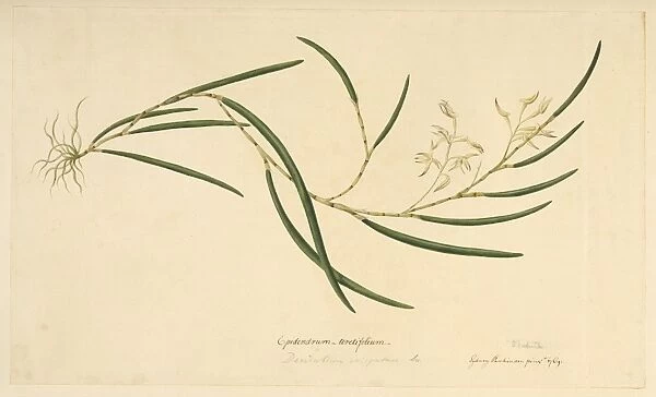 Taeniophyllum fasciola, leafless orchid