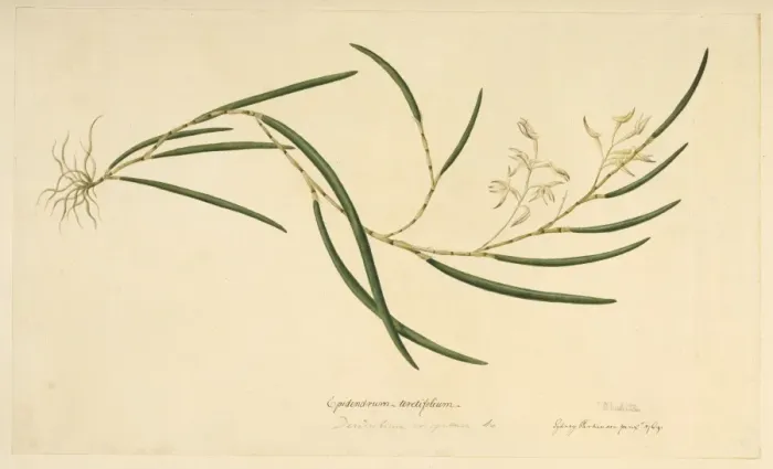 Framed Print : Taeniophyllum fasciola, leafless orchid