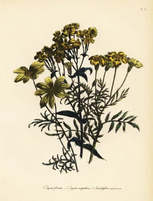 Framed Print : Tagetes and Eriophyllum species Framed Print : Tagetes and Eriophyllum species