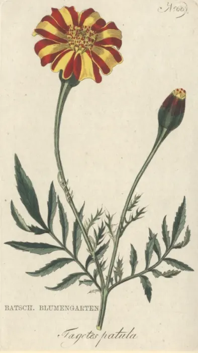 Framed Print : Tagetes patula, marigold Framed Print : Tagetes patula, marigold