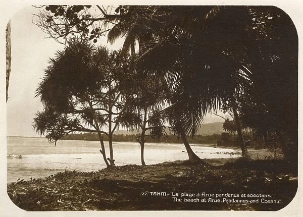 Tahiti - Beach at Arue with Pandanus and Coconut Trees
